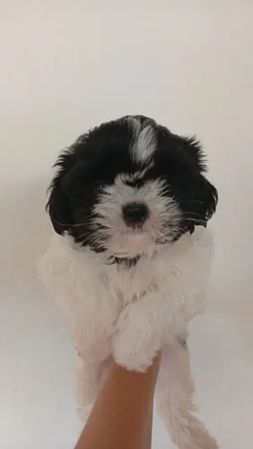 Filhote de shi-tzu 2-machinho disponível