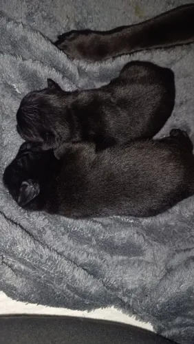 Venda de Filhote Pug macho pretinho