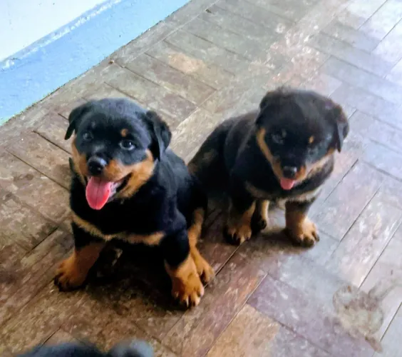 Vendo Rotwailer