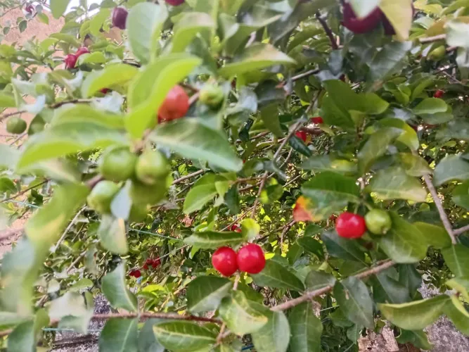 Mudas de Acerola ?