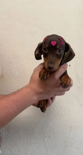 Dachshund com personalidade única