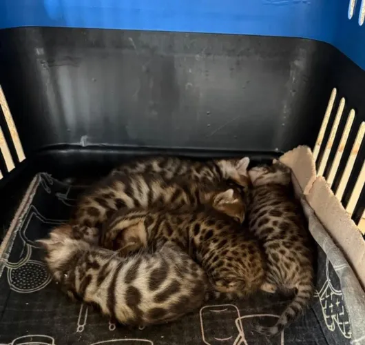 Filhotes gato bengal macho e femea