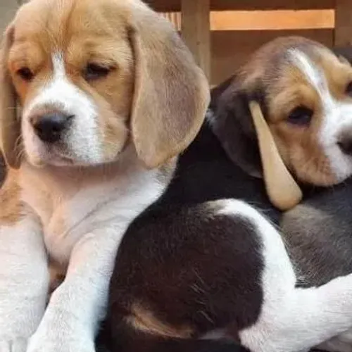 Beagle "Quem disse que curiosidade é defeito?"