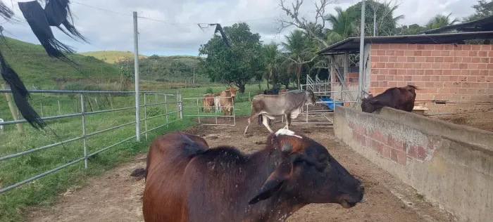 Cachoeiras de Macacu - Oportunidade- Linda propriedade para criações!!!!