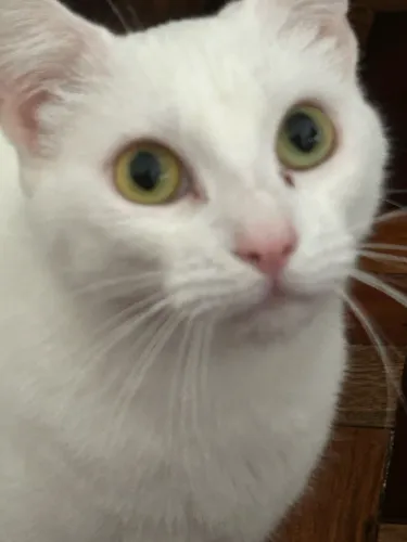Doação  de 2 gatinhos castrados 