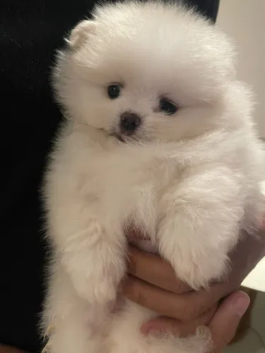 Lulu anao branco ursinho com 54 dias 