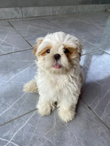 Cachorro fofinho e dócio