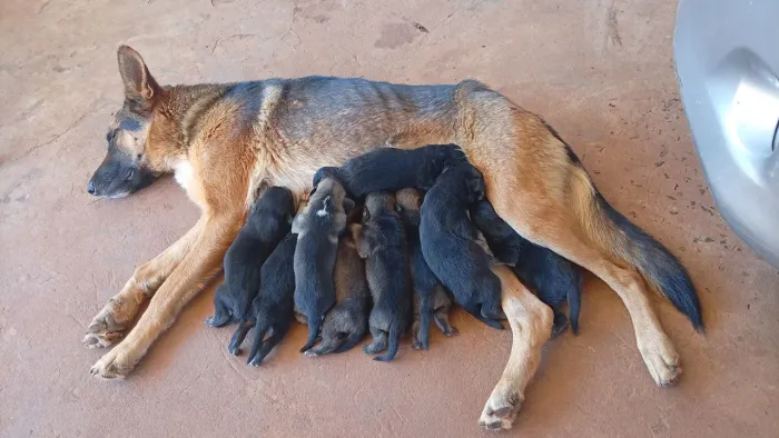 Cachorro Pastor Alemão,capa preta e dourada!!.