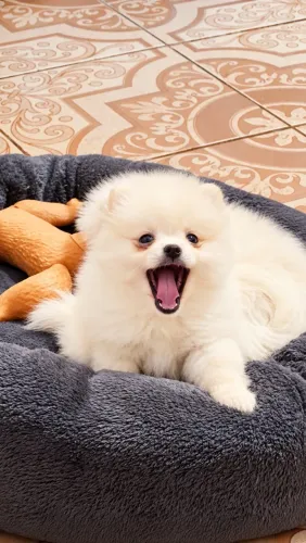 Lulu da Pomerania filhote