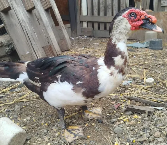 Pato Macho 