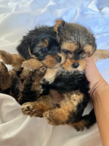 FILHOTES DE YORKSHIRE TERRIER PUROS À VENDA ?