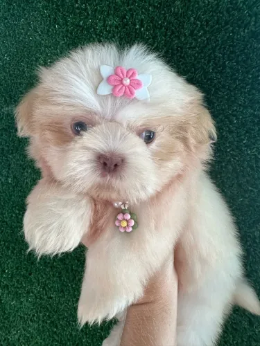 Shih tzu Alto padrão naniquinha