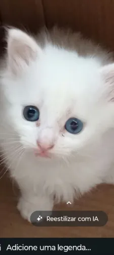 Gata genética angorá turco