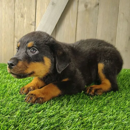Rottweiler/ Entrega imediata