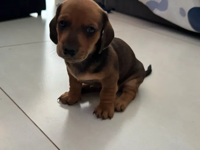 Filhote de cofap machinho