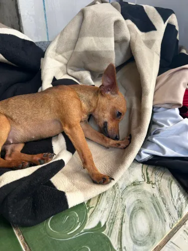 procura-se cachorro para cruza - pinscher 0