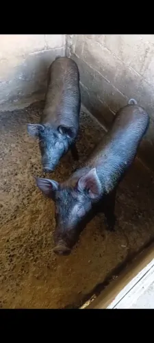 Porco casal