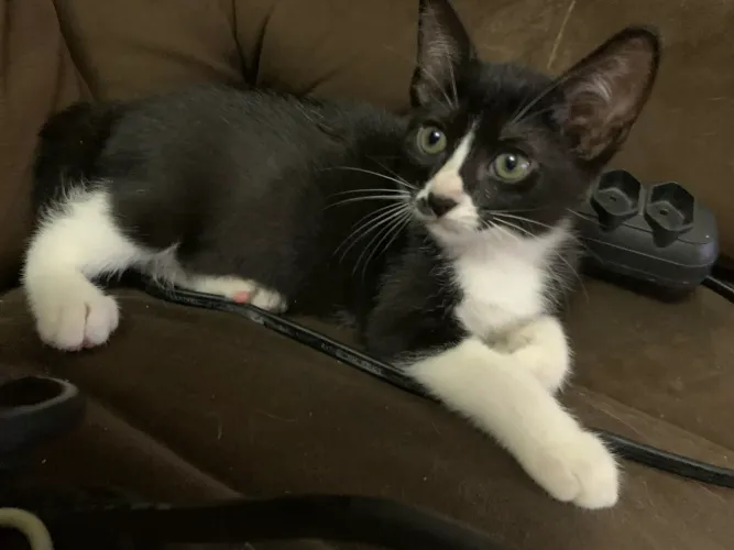 FILHOTES DE GATOS PRA DOAÇÃO 