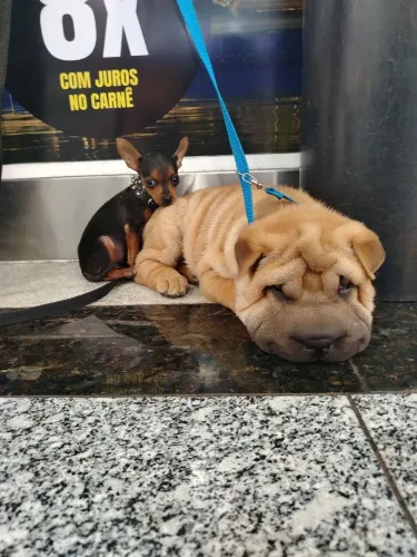 Sharpei