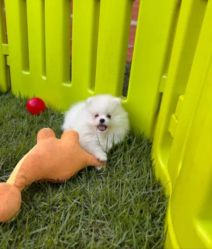 Lulu da Pomerânia