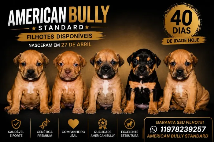 American Bully standard 