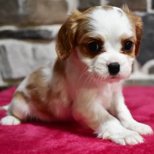 Cavalier King Charles Spaniel- Uma fonte inesgotável de carinho e fidelidade