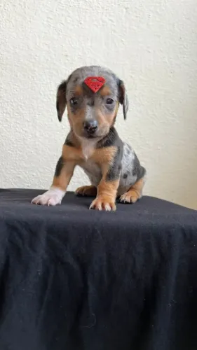 Dachshund - Ótima Companhia