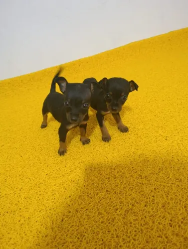 Filhote de Pinscher Macho ? Dócil e Esperto