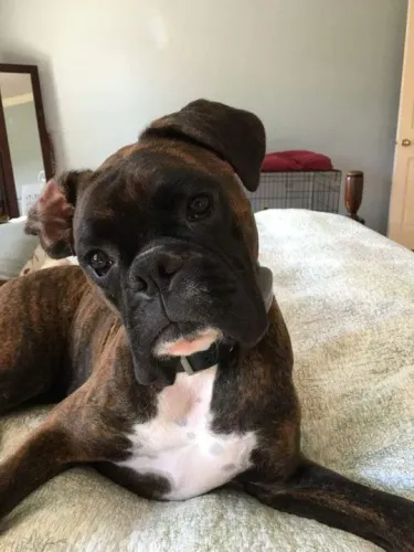 Boxer Filhotes na Cor Tigrado a Sua Espera