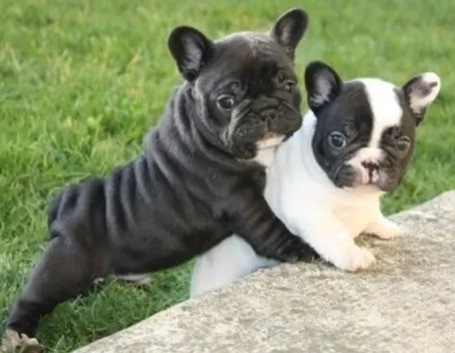 Bulldog Francês Disponíveis!!