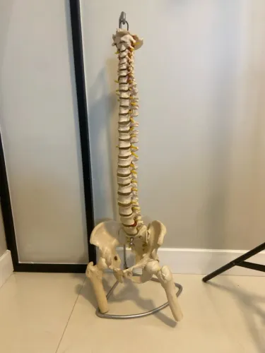 Modelo Anatômico - Coluna Vertebral Completa