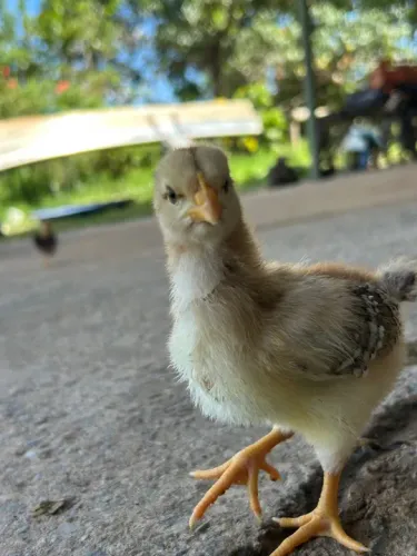 Pintinhos GSB - Galinha Balão