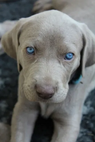Vende-se Filhotes de Weimaraner