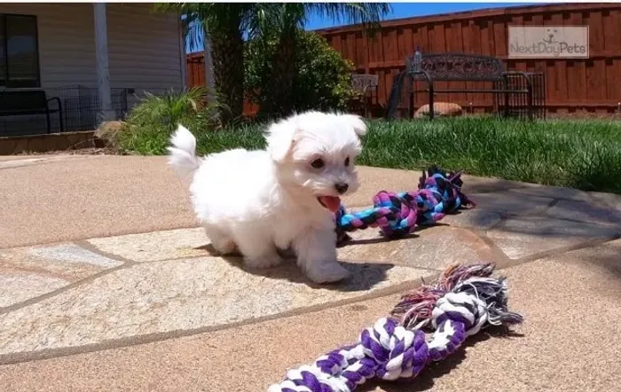 Maltês: O Cãozinho de Tamanho Ideal