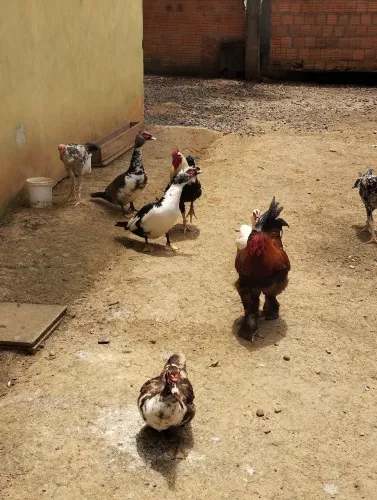 Galos, galinhas, e patos.