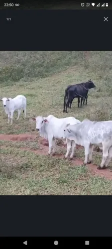 Bezerros 