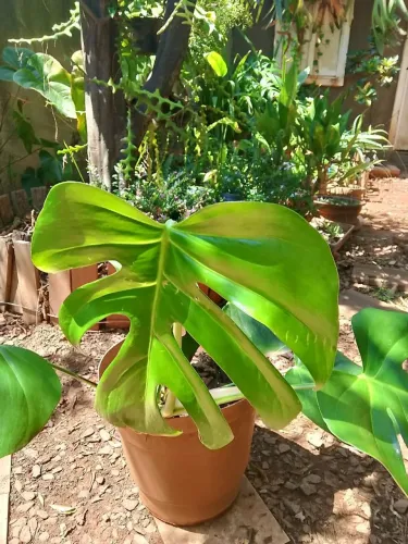 Planta costela de Adão 