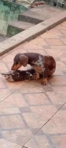 Lindos filhotes de Basset Cofap salsichinhas