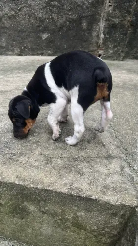 Fox Paulistinha - Terrier Brasileiro 