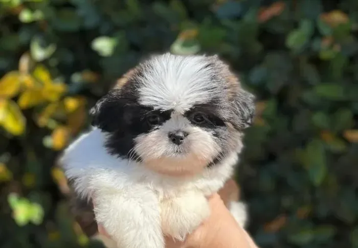 Shih tzu peludo e carinhoso