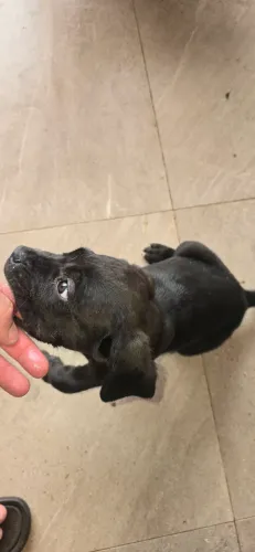 Cane Corso, Filhote, fêmeas e machos de cane corso