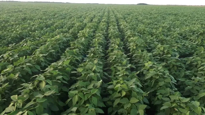 Vendo!!! uma fazenda de 3.800 hectares Sinop MT