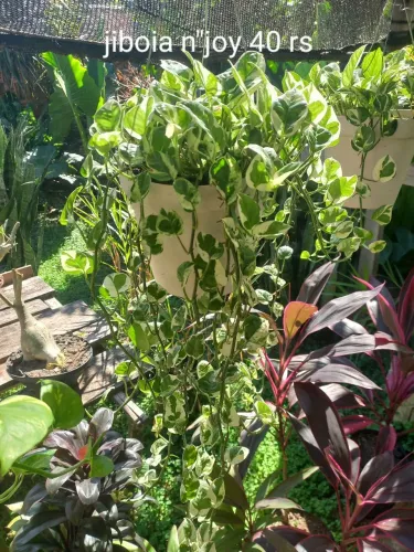 Flores & folhagens plantas ornamentais 