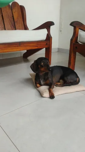 Cachorro salsinha procurado namorada