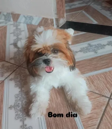 shih tzu