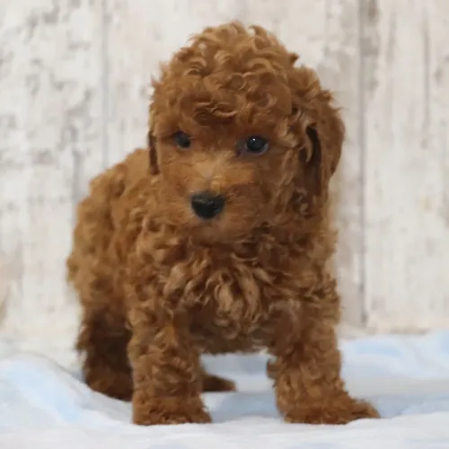 Poodle Toy Red: O parceiro perfeito para morar em apartamento ou casa. 