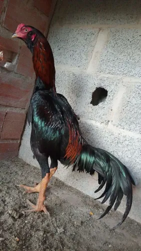 Frango índio