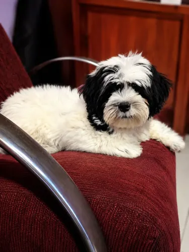 Lindo cachorro