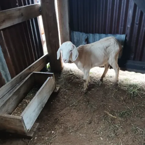 Cabrita