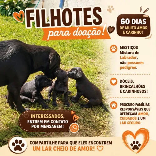 Doação de filhote mestiço de labrador
